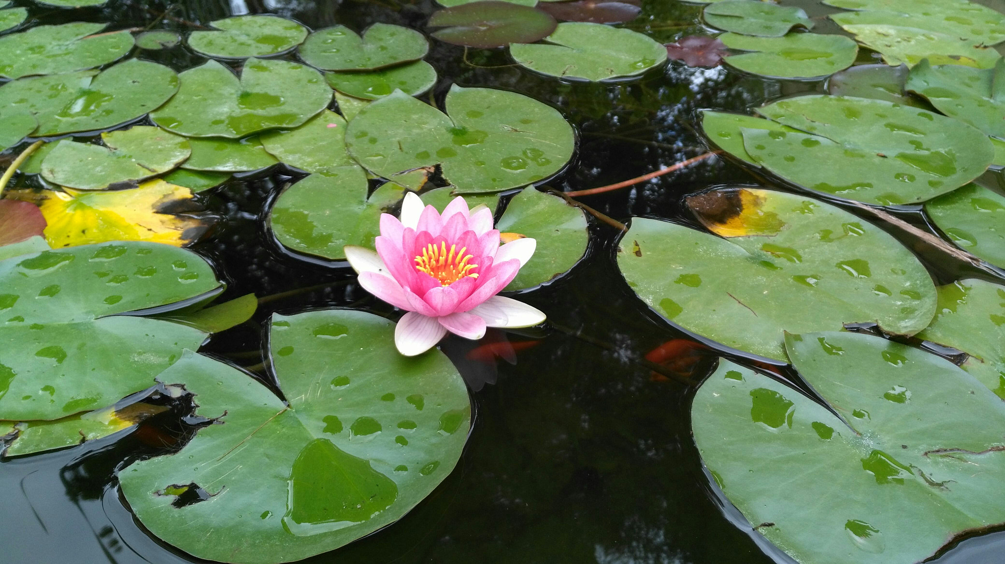 HUAWEI Honor 5X sample photo. Alone in the pond photography