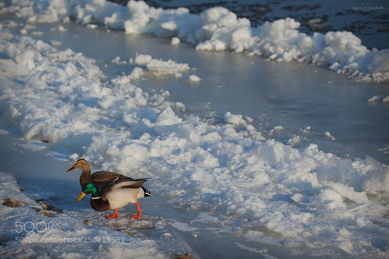 Canon EOS 5D Mark II sample photo. The last breath of photography