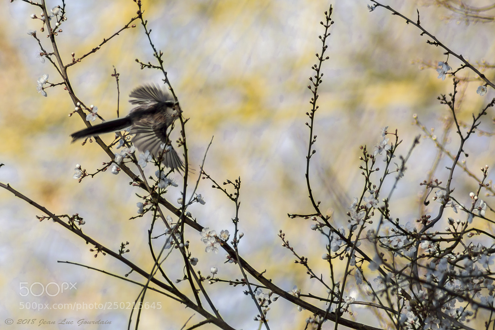 Nikon D7200 sample photo. Mésange à longue queue photography