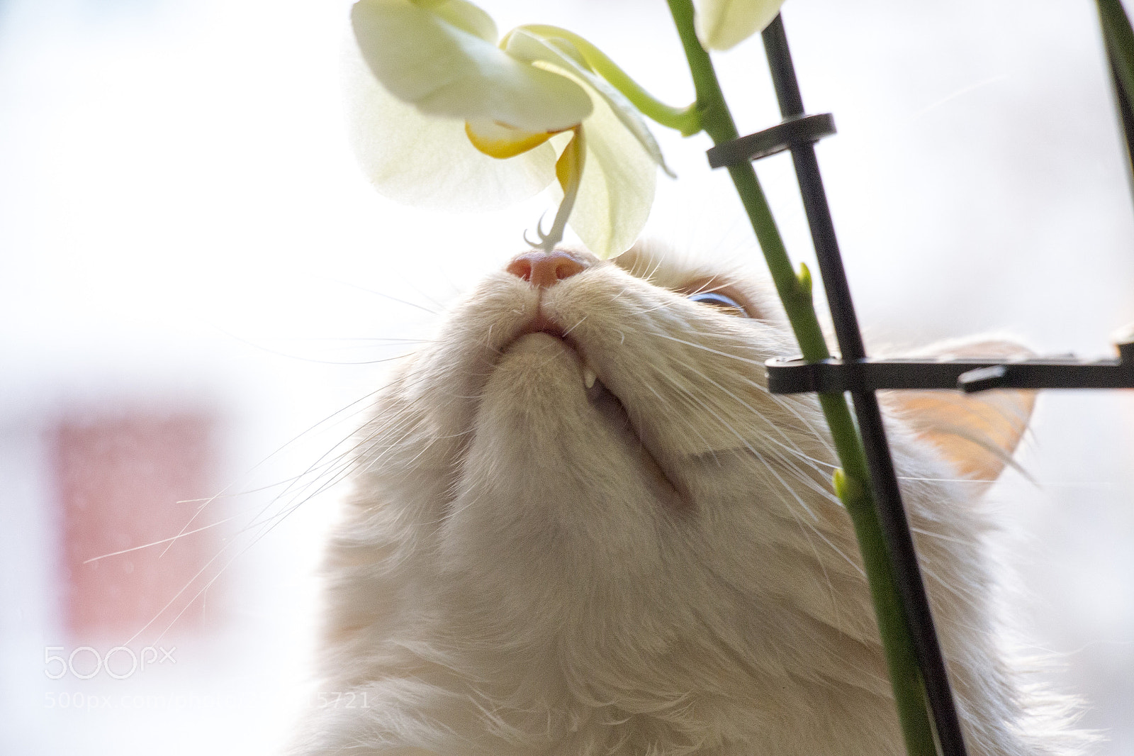 Canon EOS 700D (EOS Rebel T5i / EOS Kiss X7i) sample photo. Img photography