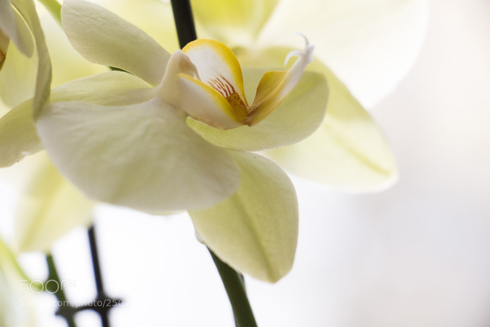Canon EOS 700D (EOS Rebel T5i / EOS Kiss X7i) sample photo. Img photography
