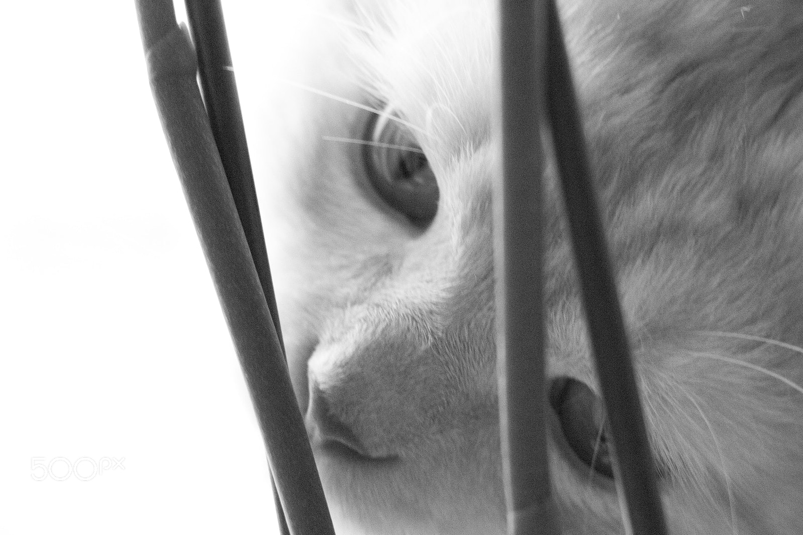 Canon EOS 700D (EOS Rebel T5i / EOS Kiss X7i) sample photo. Img photography