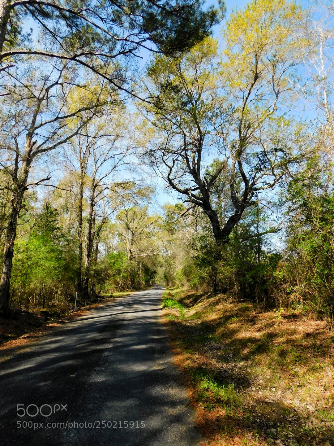 Nikon Coolpix B500 sample photo. The lane home photography