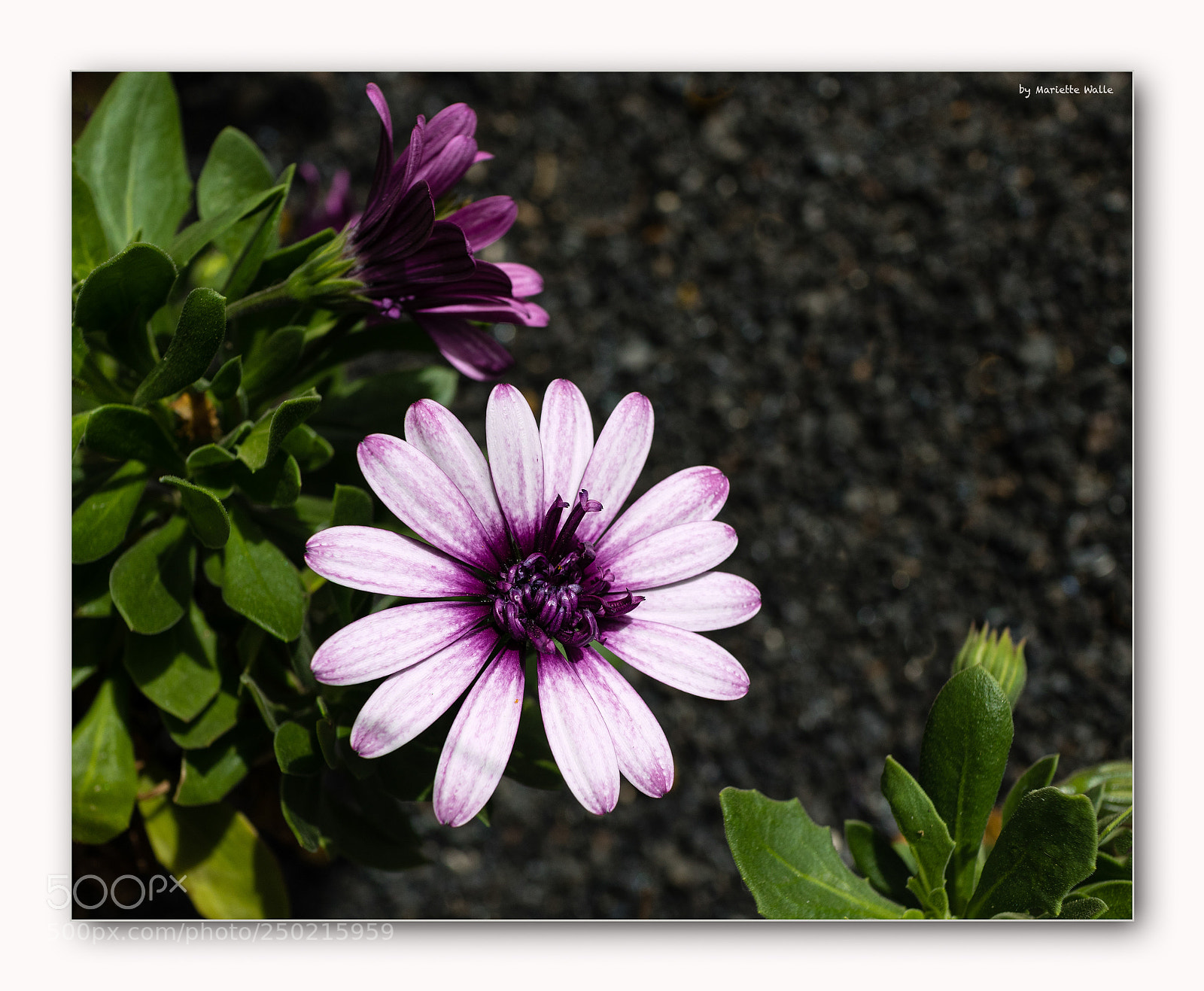 Canon EOS M5 sample photo. Flowers in lava photography