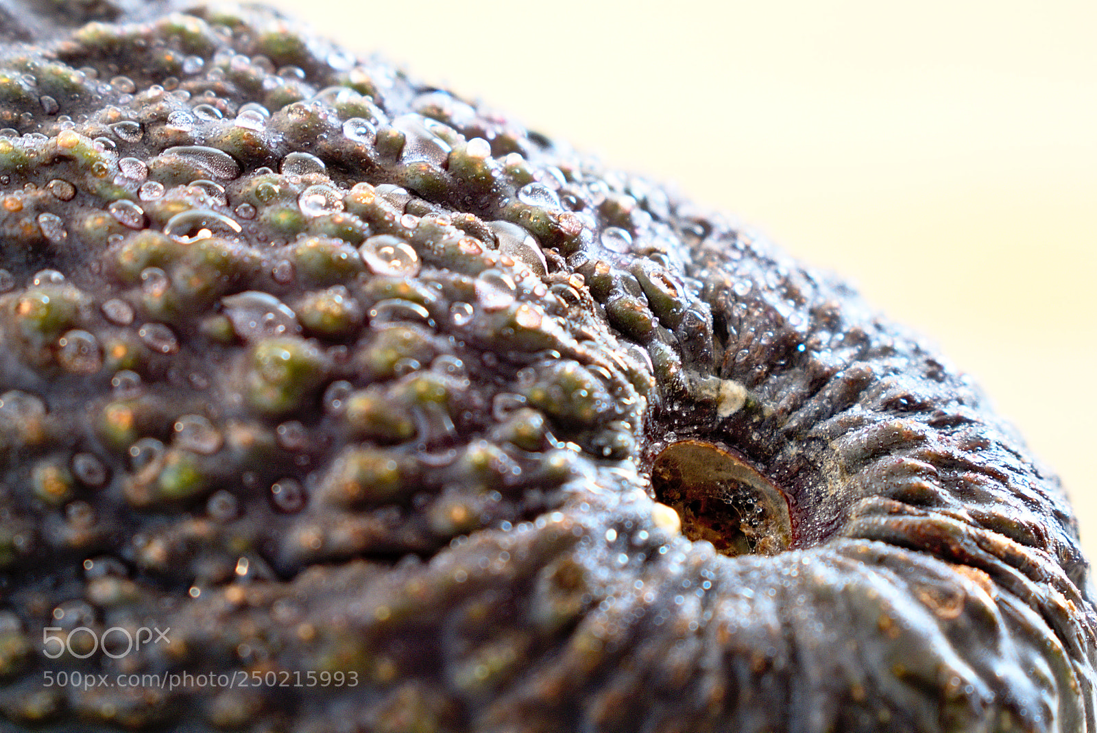 Nikon D5600 sample photo. Salade de fruits: l'avocat photography