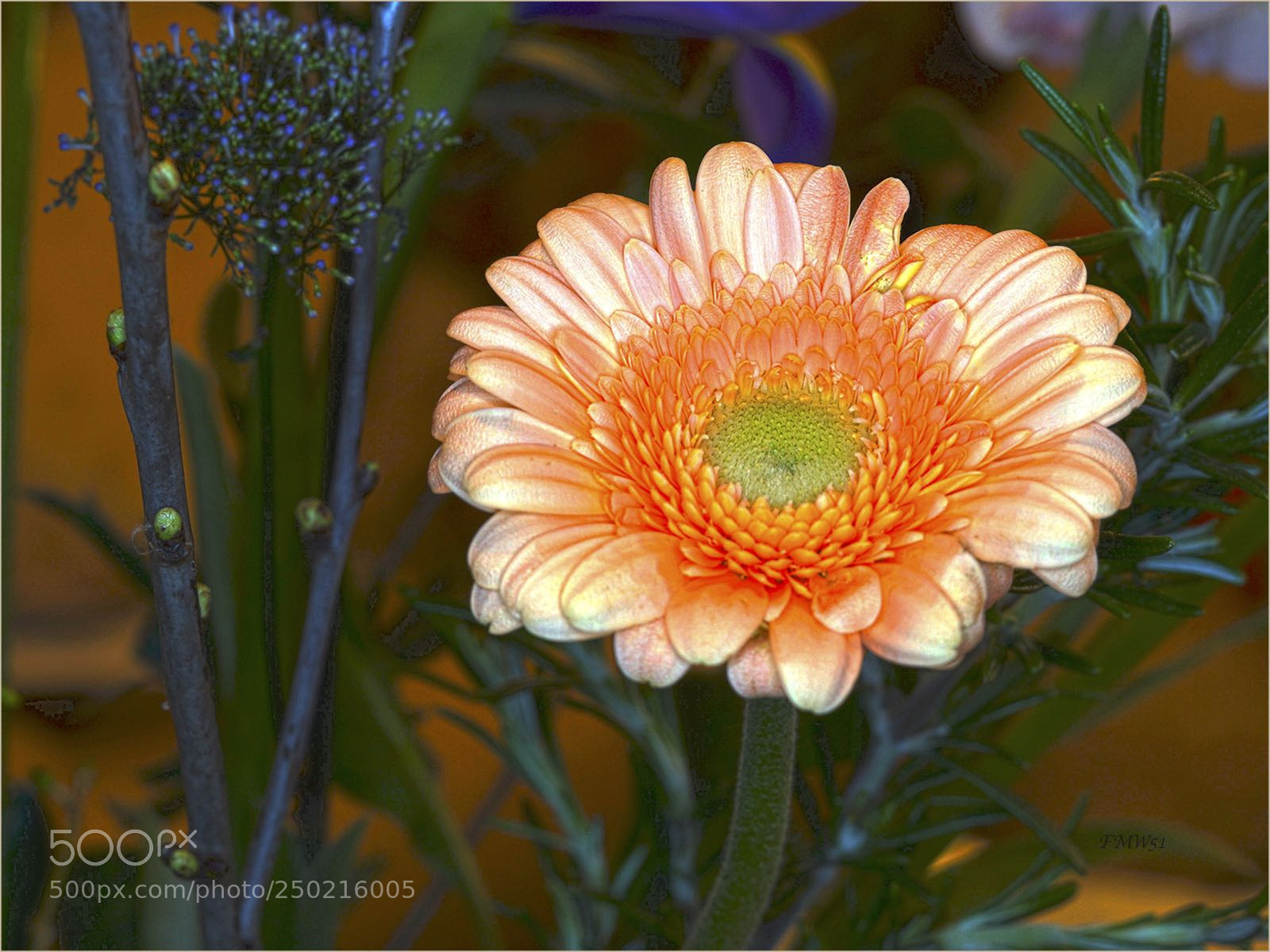 Sony ILCA-77M2 sample photo. Orange gerbera photography