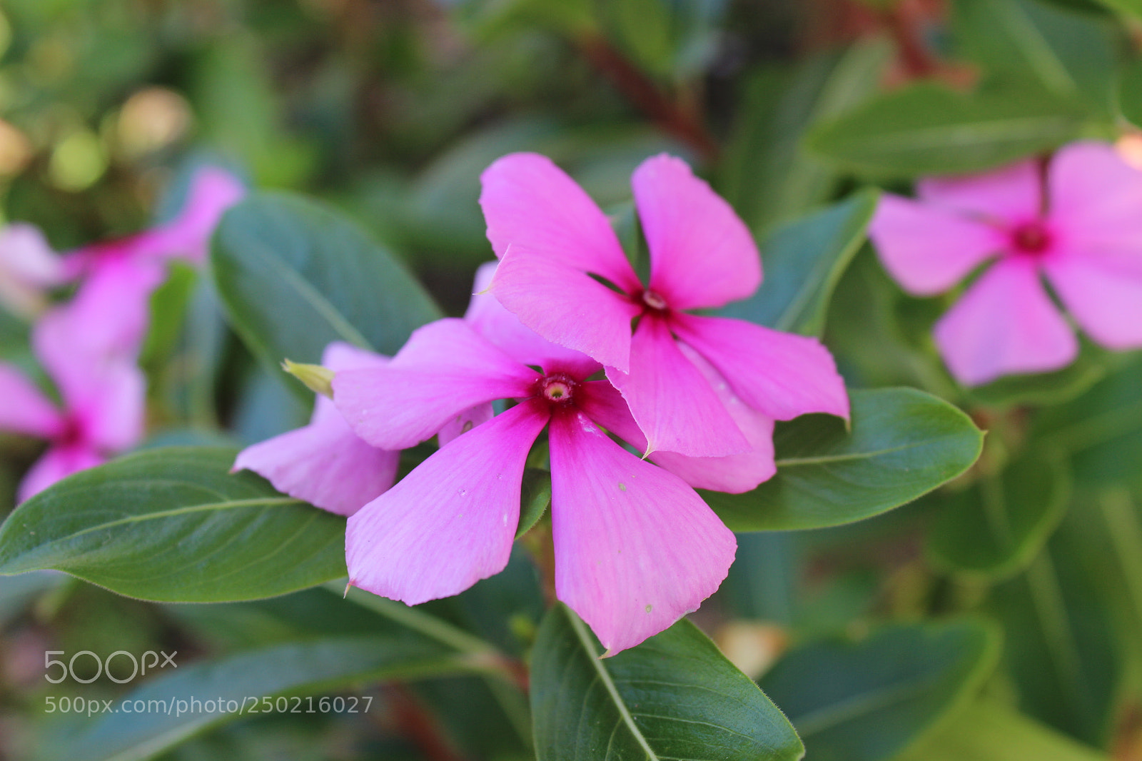 Canon EOS 600D (Rebel EOS T3i / EOS Kiss X5) sample photo. Pink flower photography
