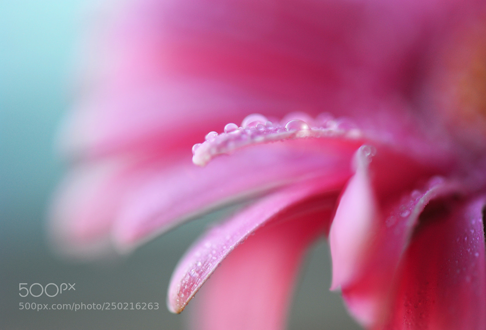 Nikon D700 sample photo. Gerbera photography