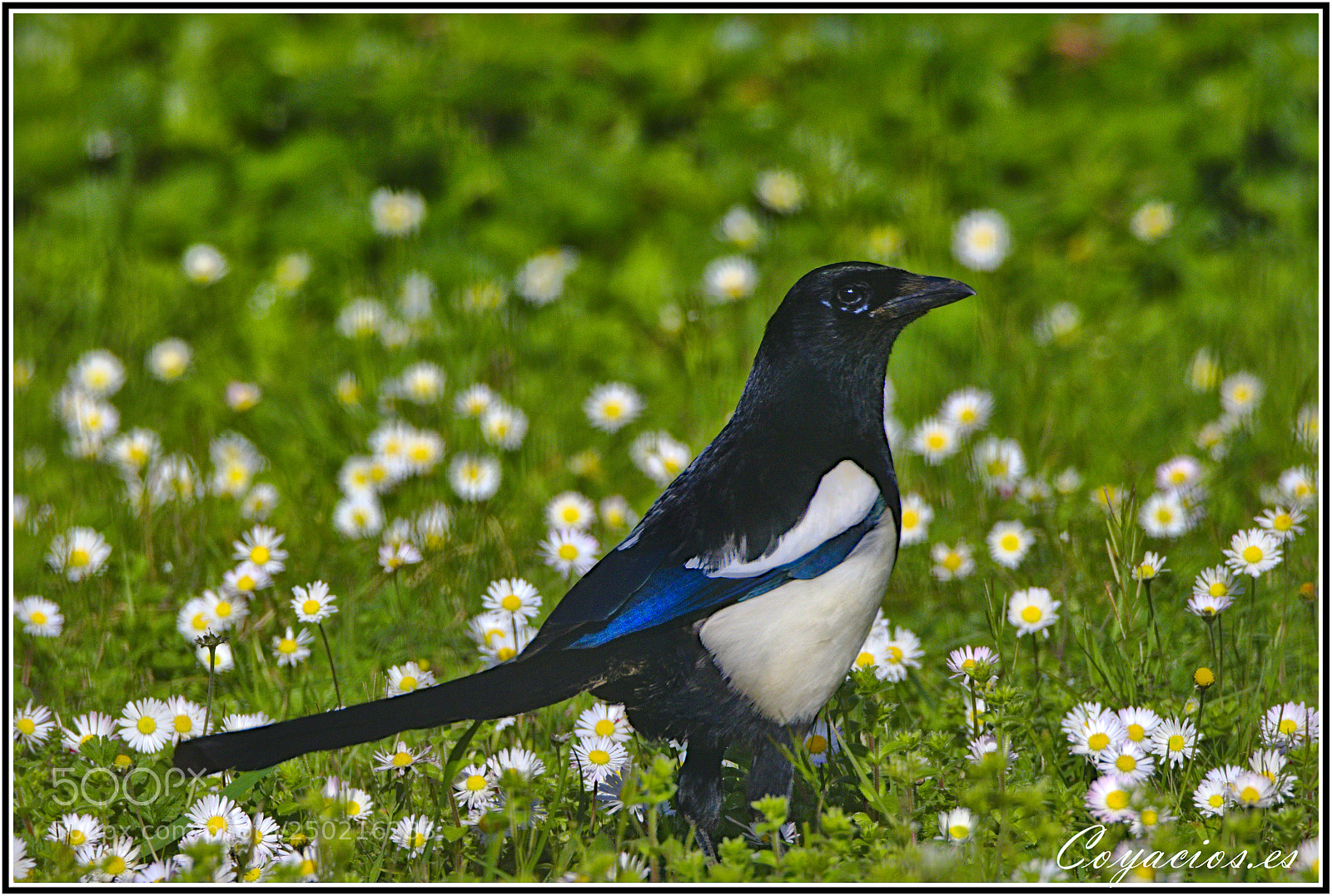 Canon EOS 7D Mark II sample photo. Urraca (pica pica) photography