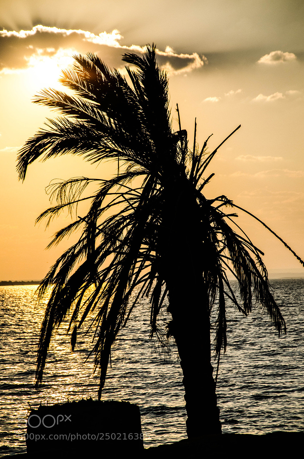 Nikon D7000 sample photo. Golden hour photography
