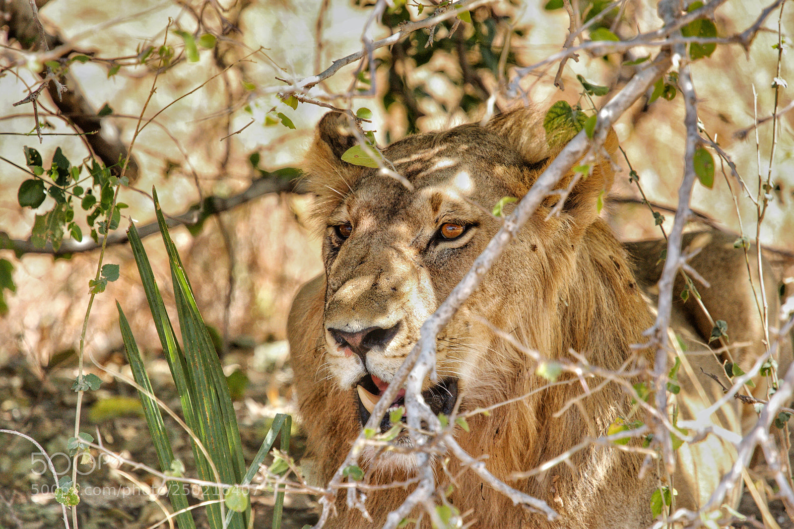 Canon EOS-1D Mark III sample photo. Lion in the bush photography
