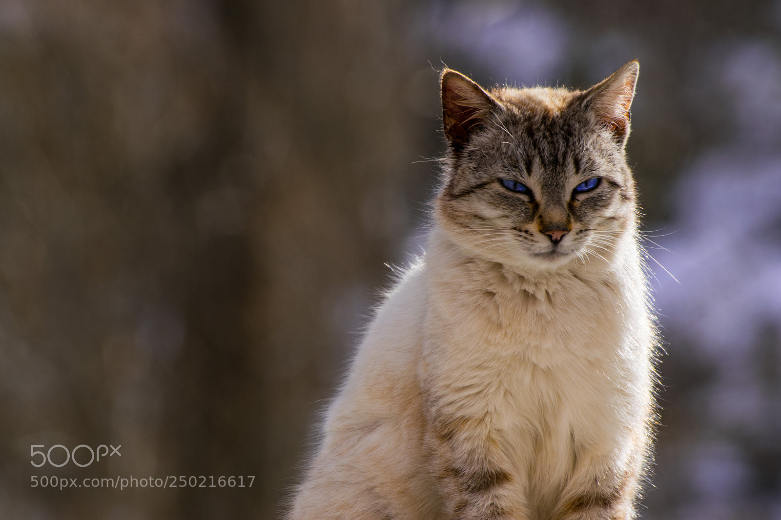 Nikon D3300 sample photo. Gatico photography
