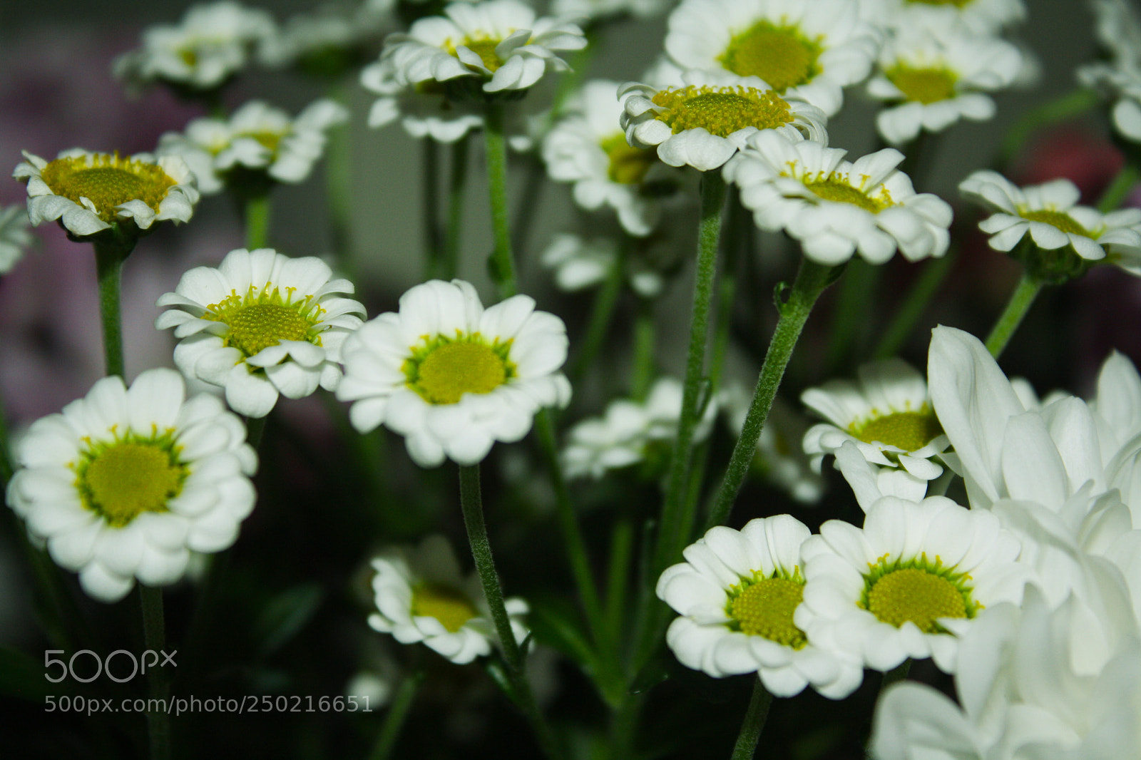 Canon EOS 1000D (EOS Digital Rebel XS / EOS Kiss F) sample photo. Flowers close up photography