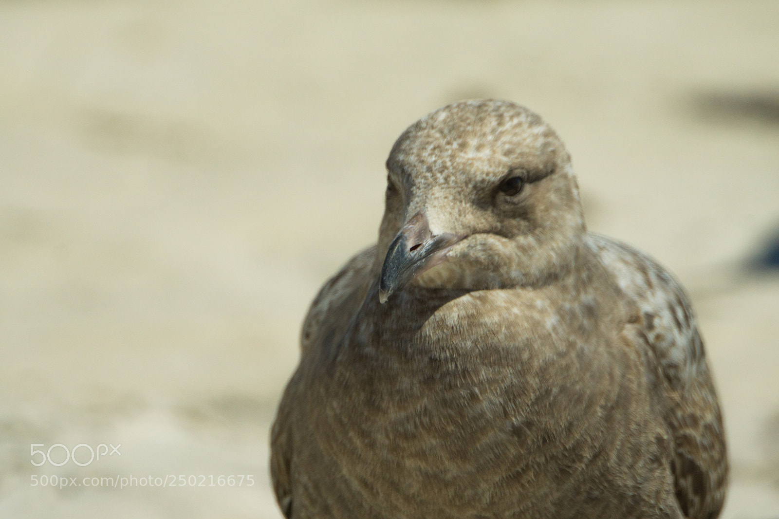 Sony a6000 sample photo. Seagull photography
