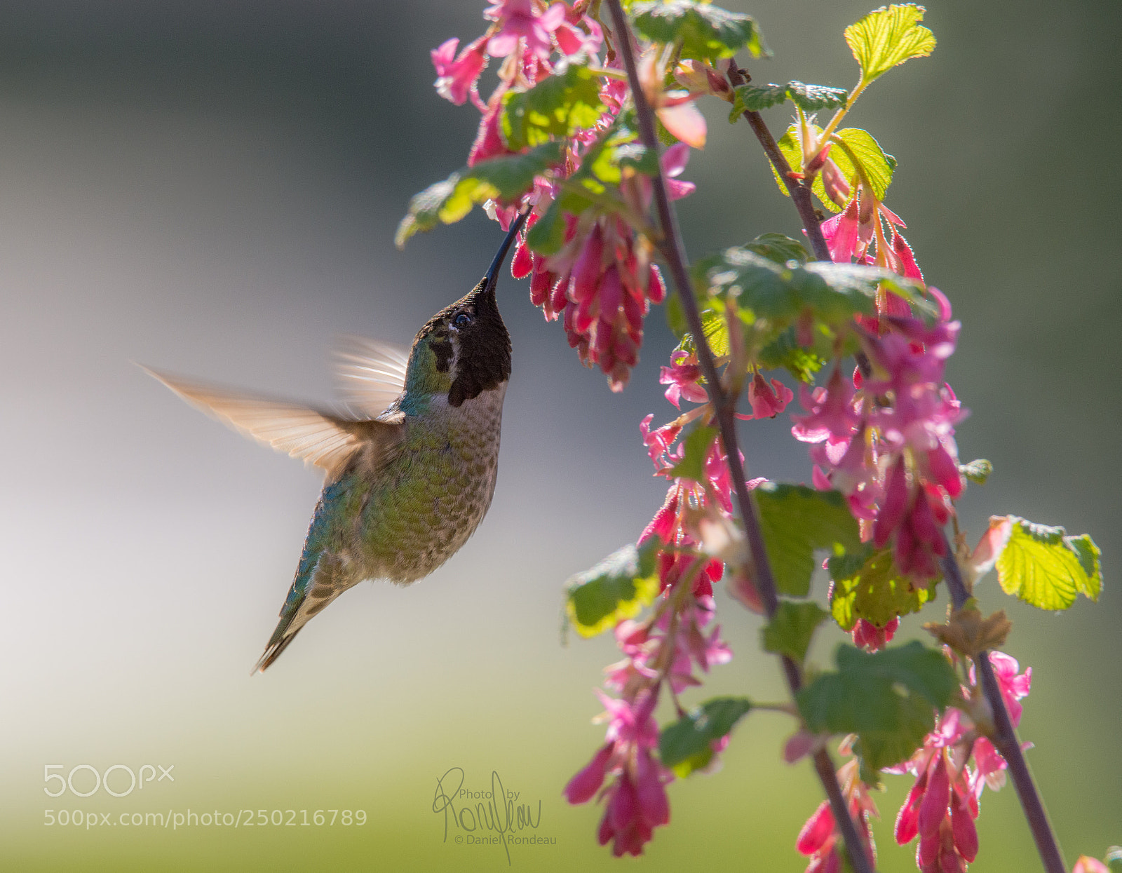 Nikon D7200 sample photo. Anna's hummingbird and flowering photography