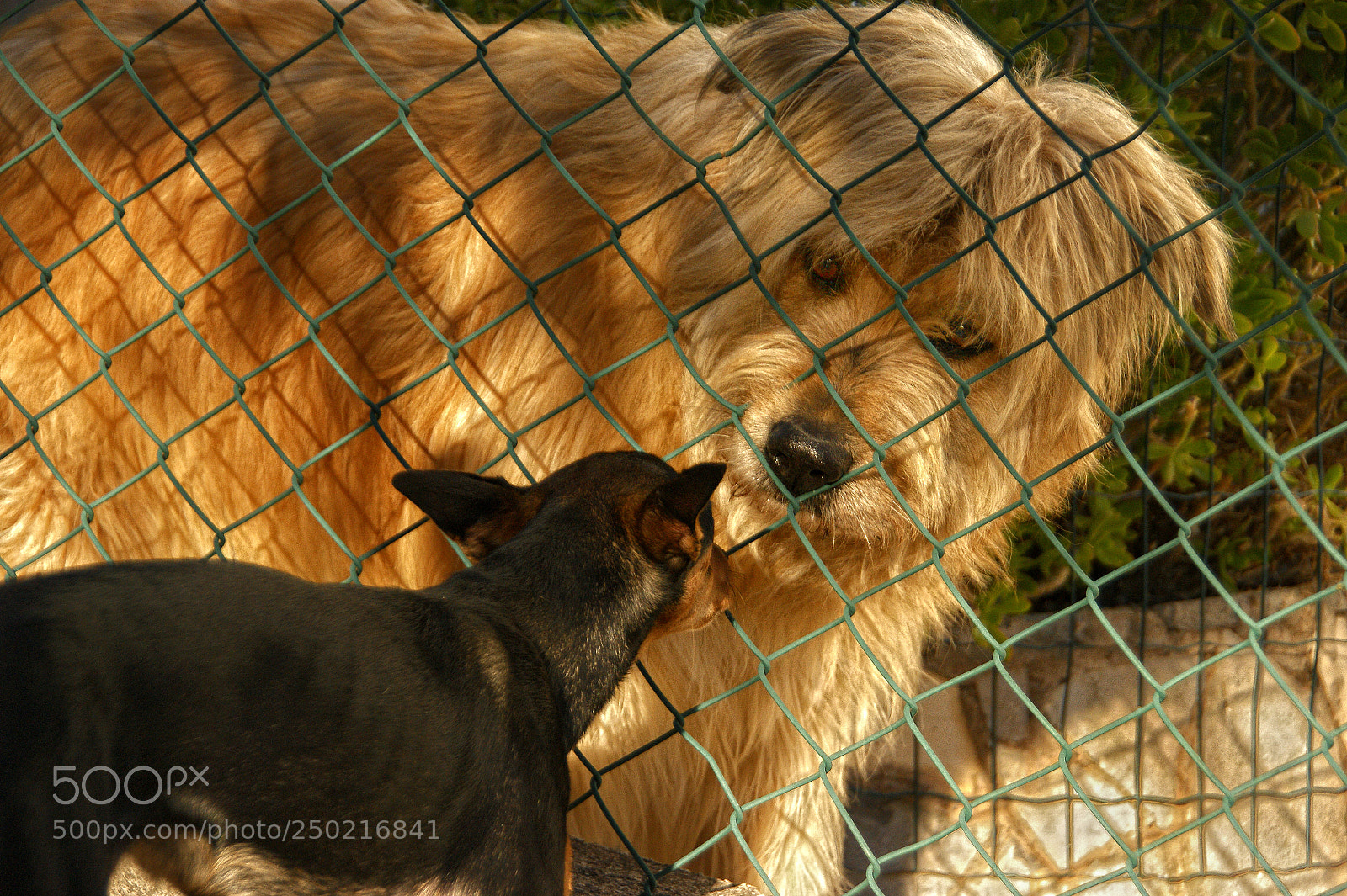 Sony Alpha DSLR-A350 sample photo. Beauty and beast photography