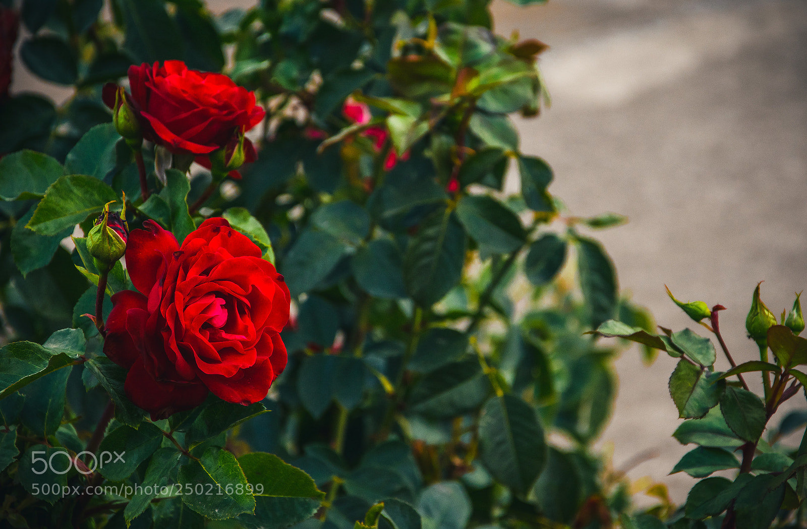 Nikon D3400 sample photo. Rosa. photography