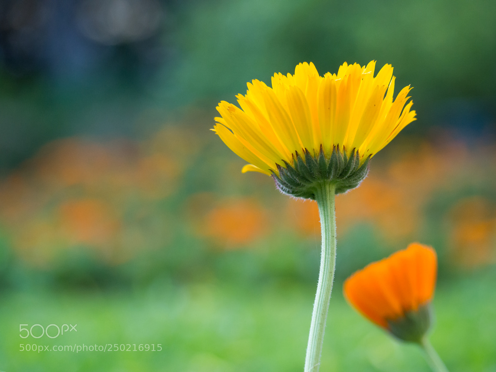 Olympus OM-D E-M10 sample photo. Yellow & orange photography