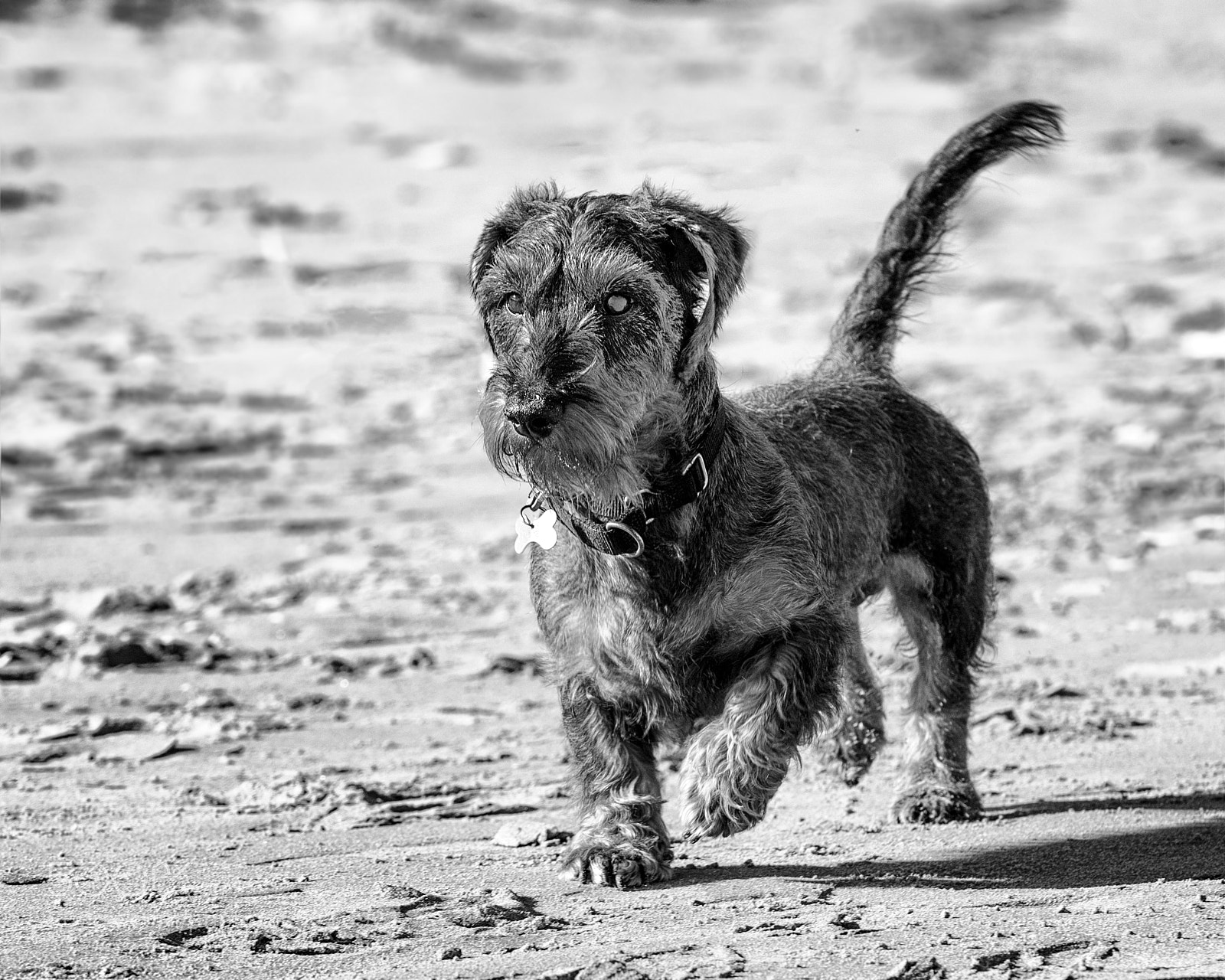 Nikon D7000 sample photo. Terrier photography