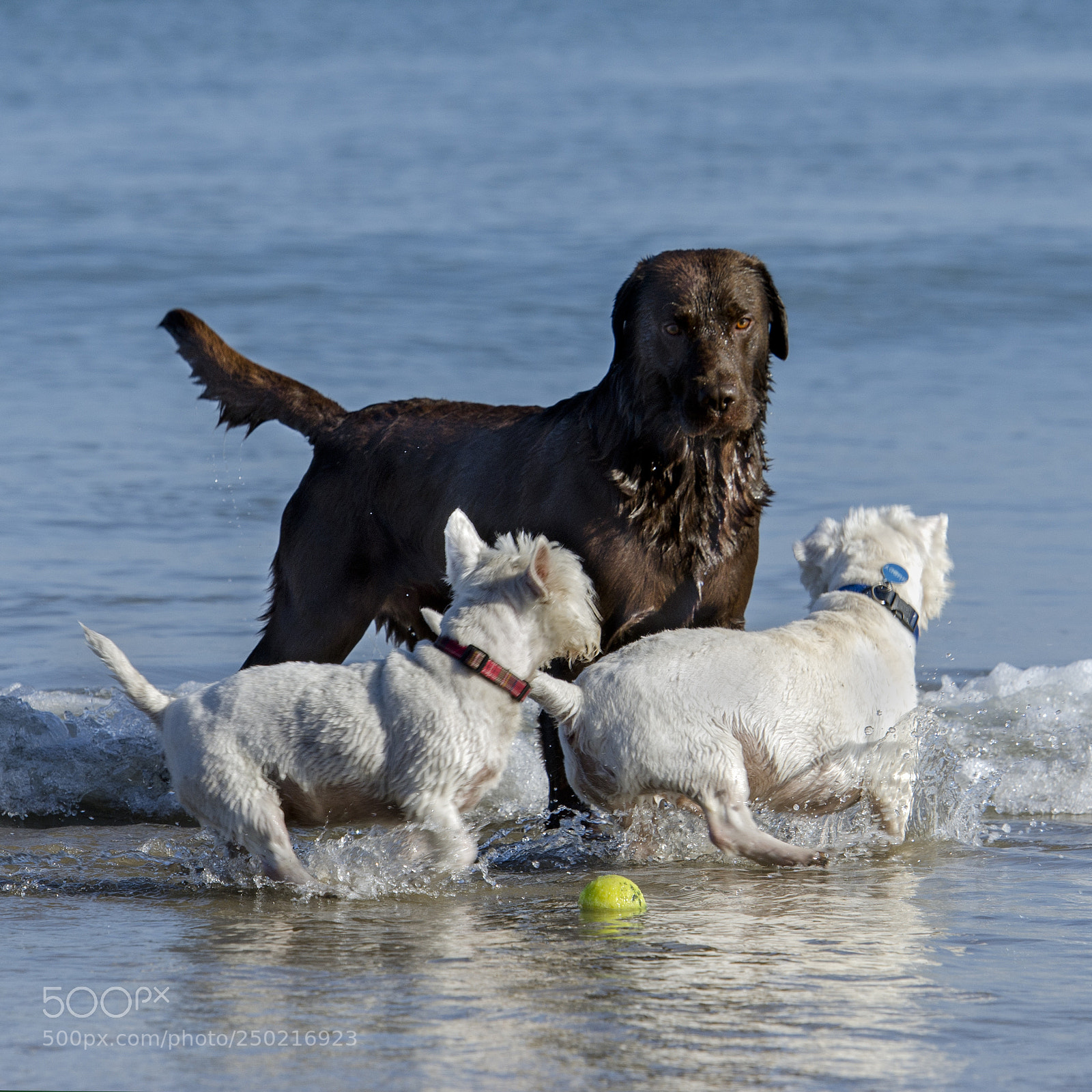 Nikon D7000 sample photo. That's my ball! photography