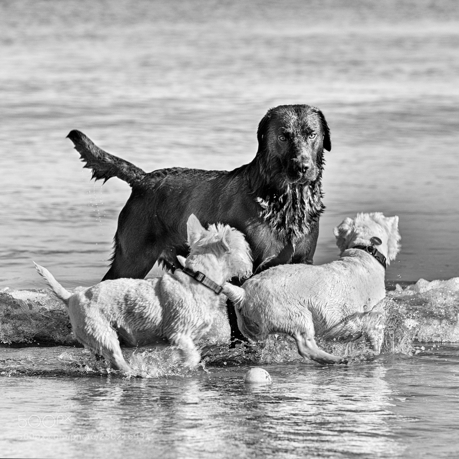 Nikon D7000 sample photo. That's my ball! photography