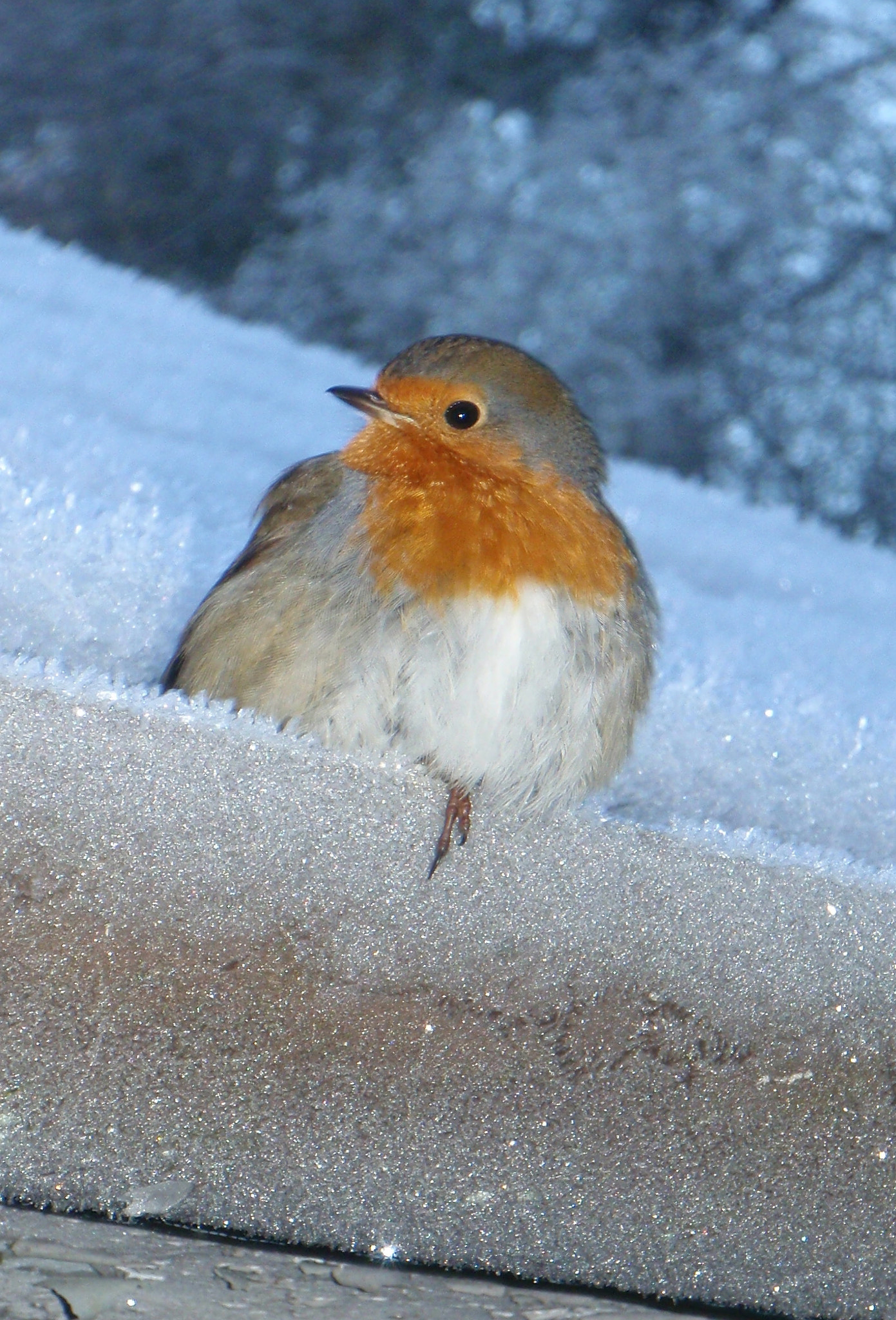 Olympus u1030SW,S1030SW sample photo. Frosty gutter robin photography