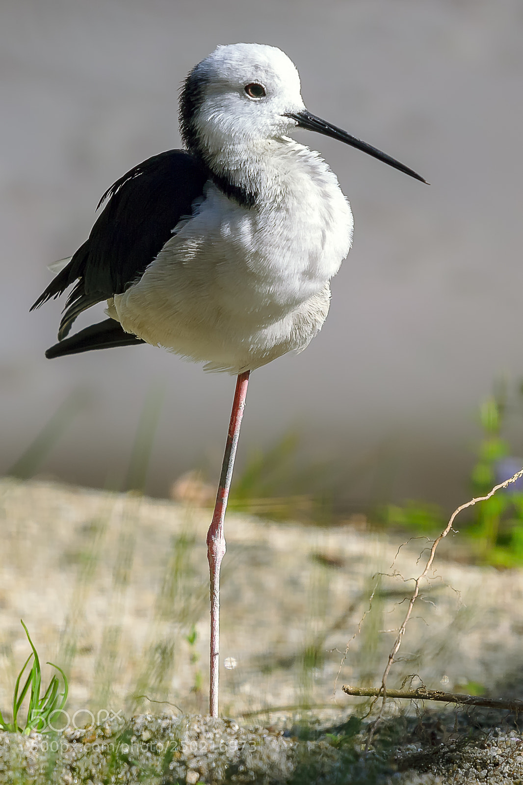 Canon EOS 550D (EOS Rebel T2i / EOS Kiss X4) sample photo. Black-winged stilt photography
