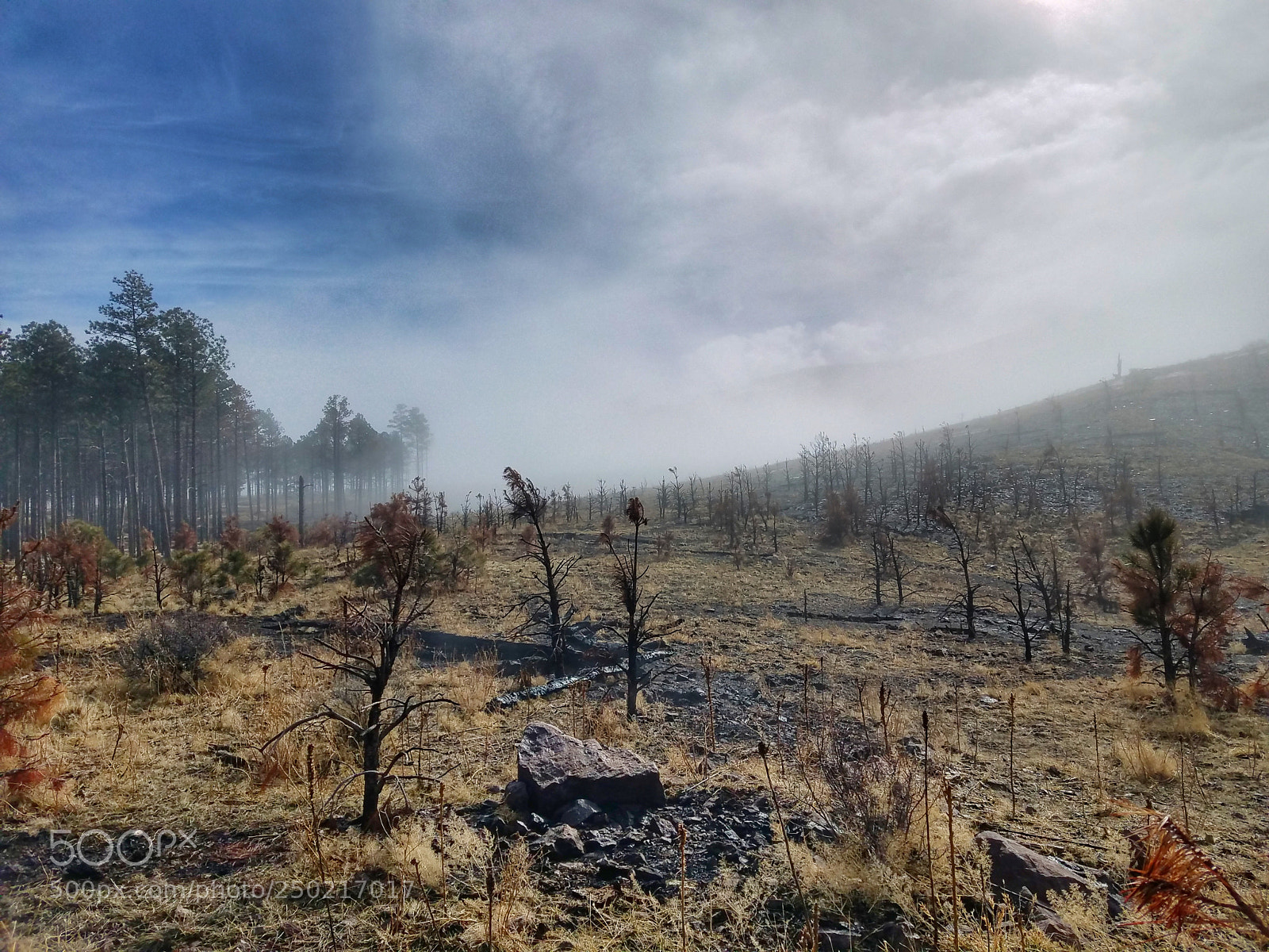Samsung Galaxy S7 sample photo. Forest fire destruction photography