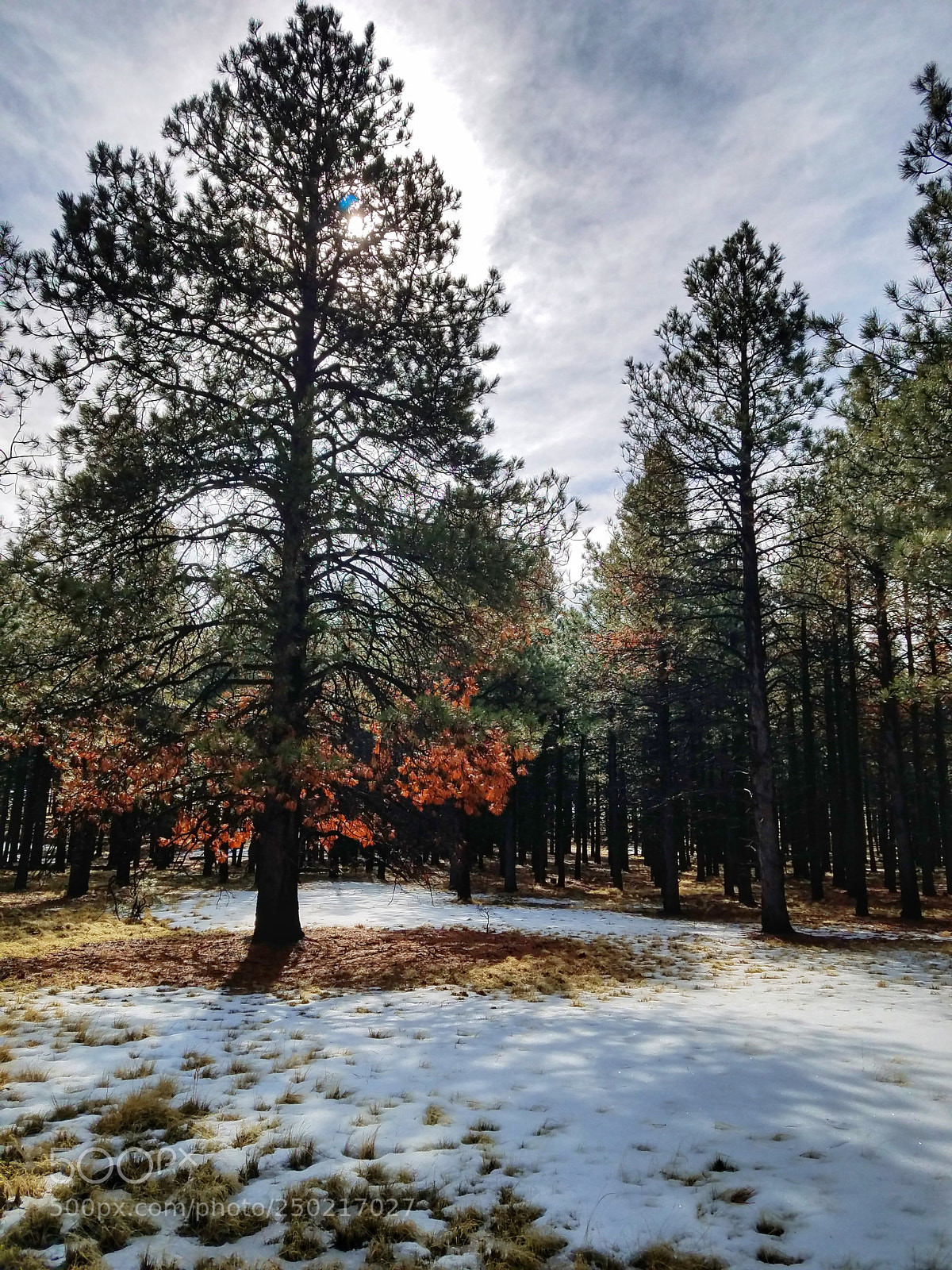 Samsung Galaxy S7 sample photo. Light winter photography