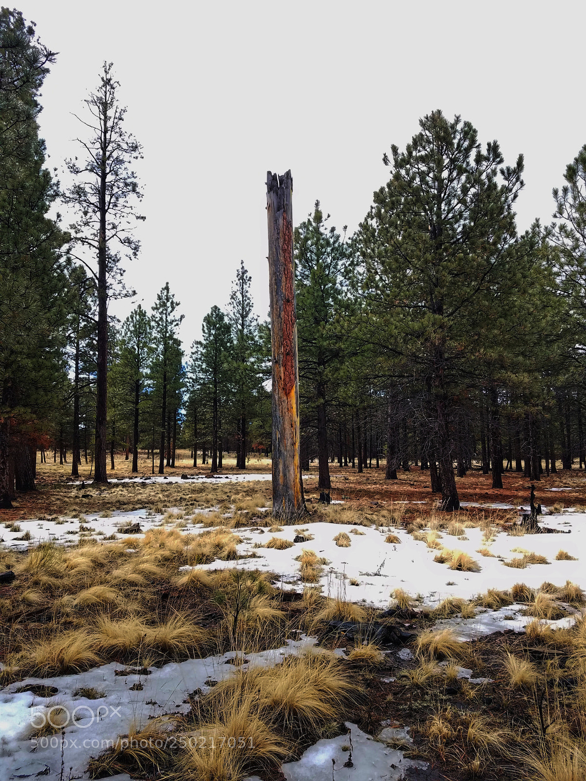 Samsung Galaxy S7 sample photo. Burnt tree photography