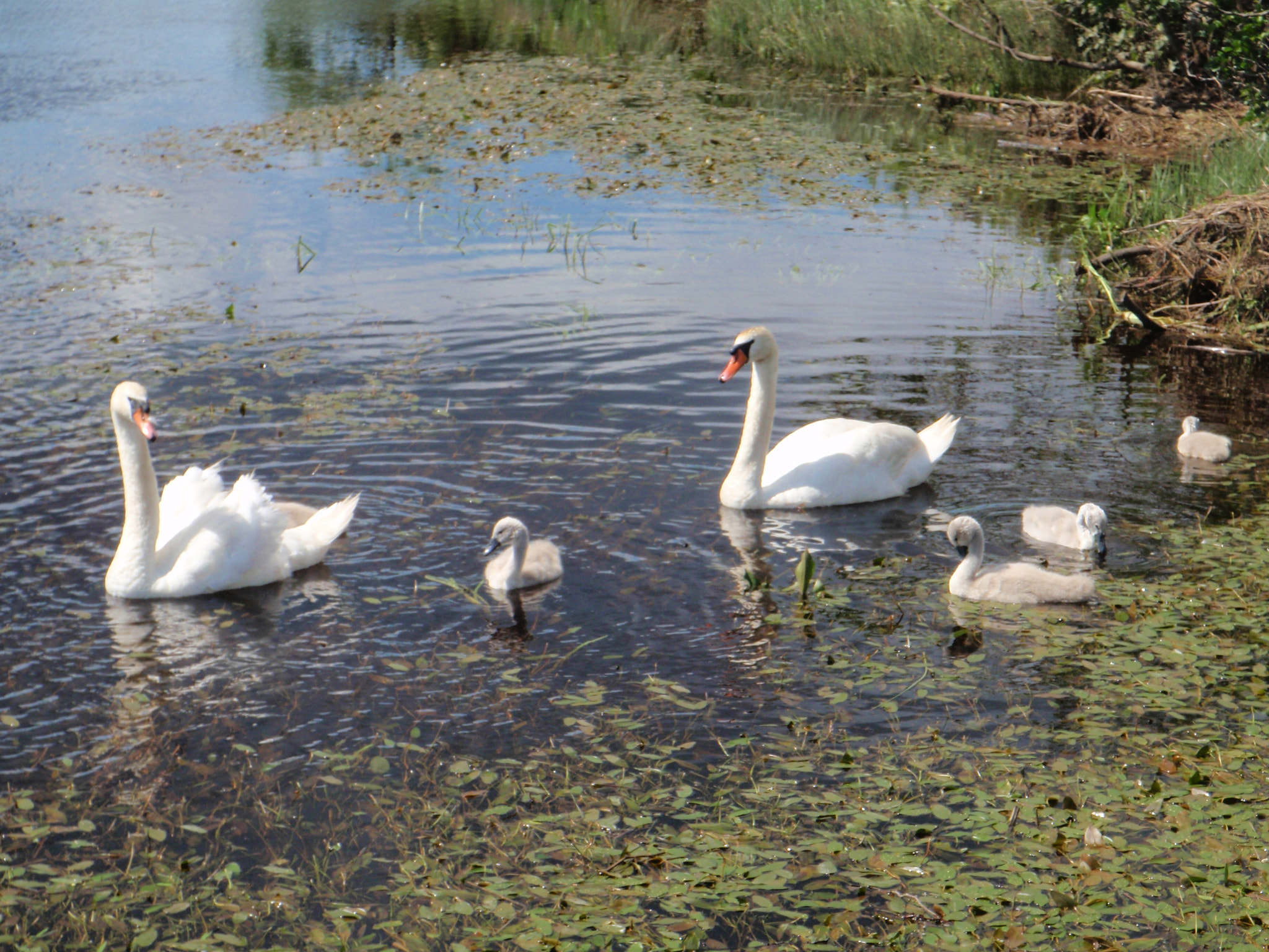 Olympus u1030SW,S1030SW sample photo. Swans and chicks in river photography