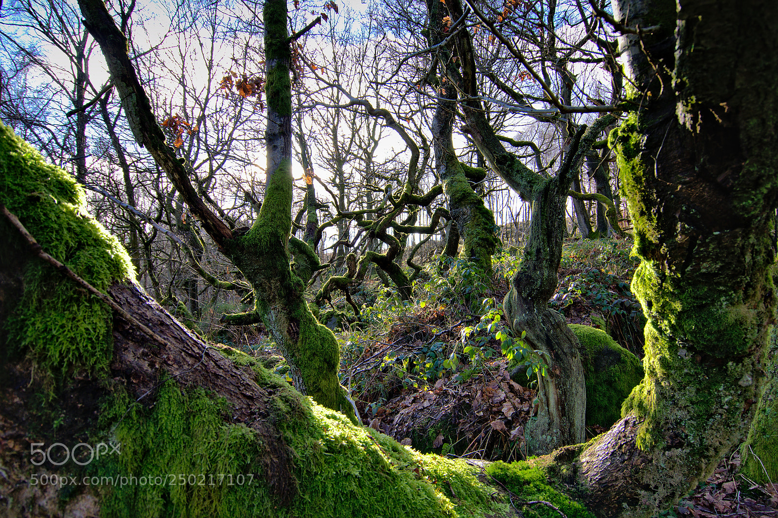 Nikon D5100 sample photo. Forest photography