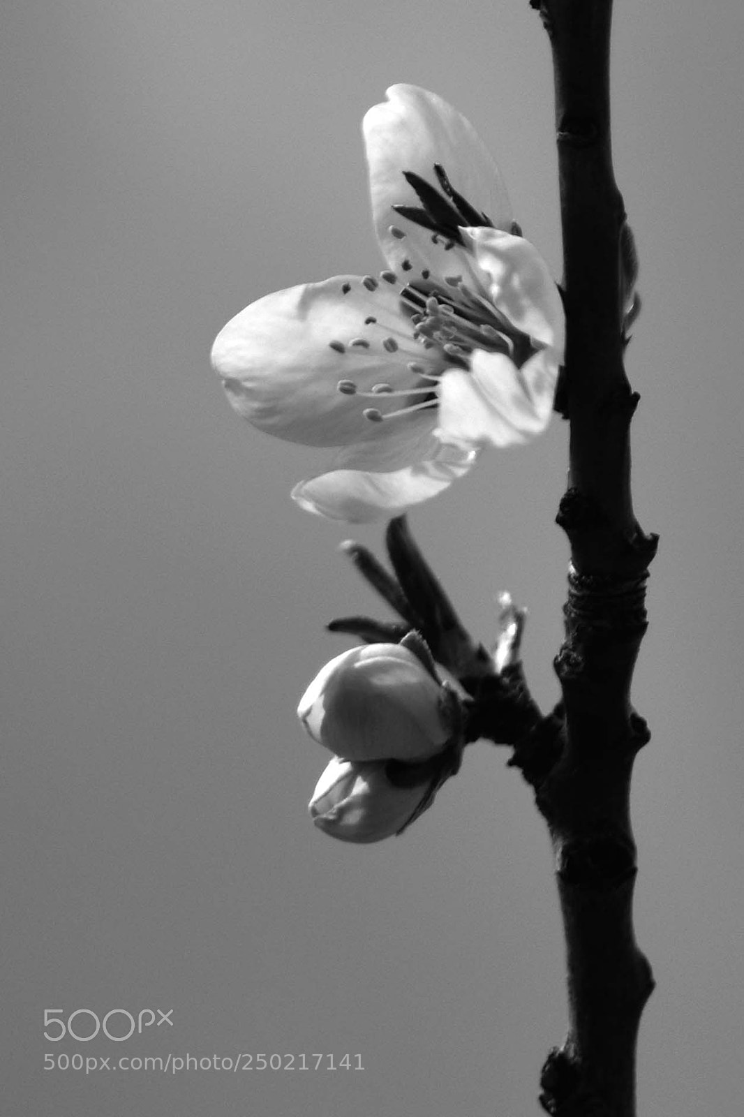 Nikon D7200 sample photo. Spring! (2018) photography