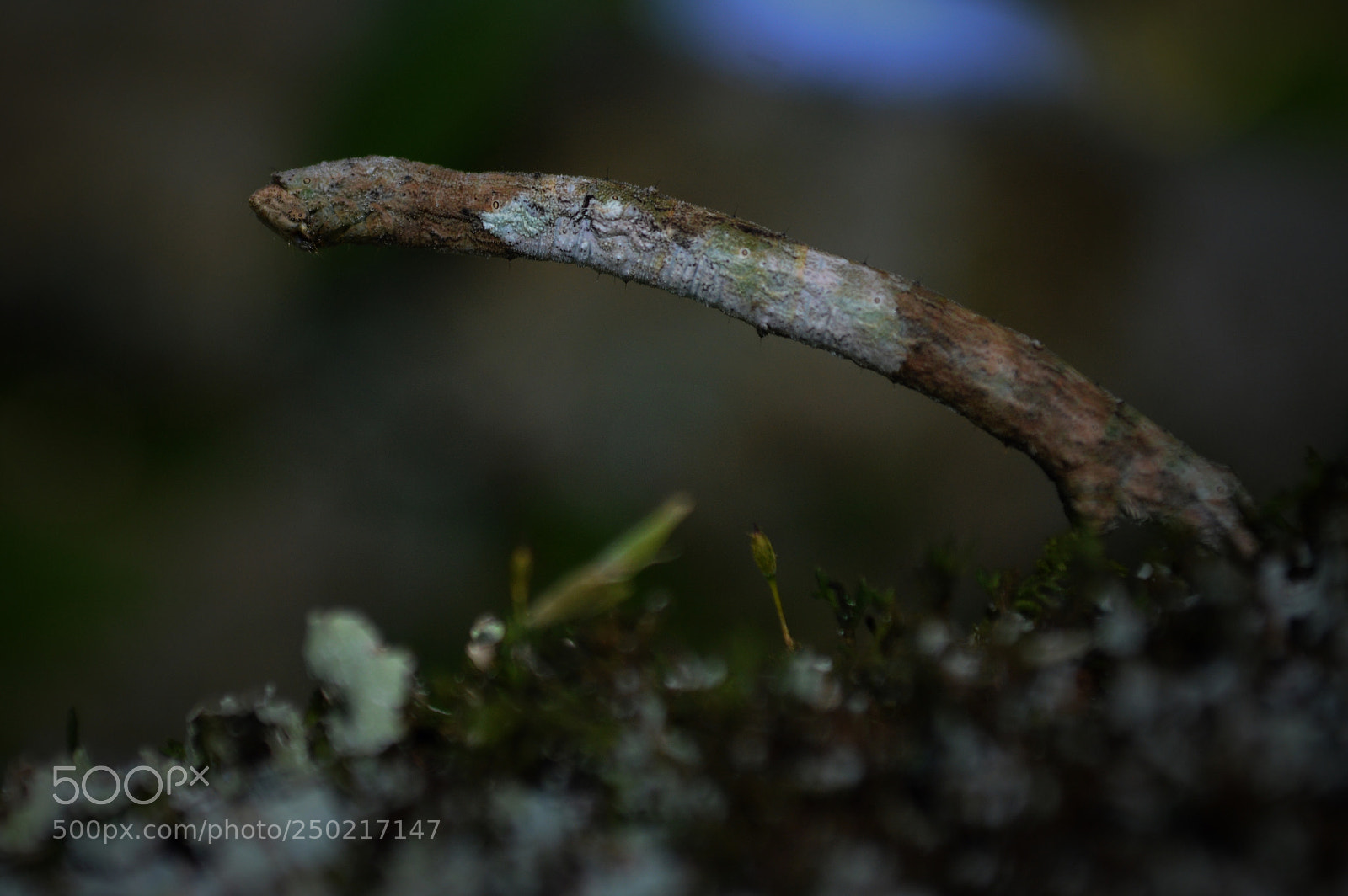 Nikon D3200 sample photo. Mimicry - larva photography