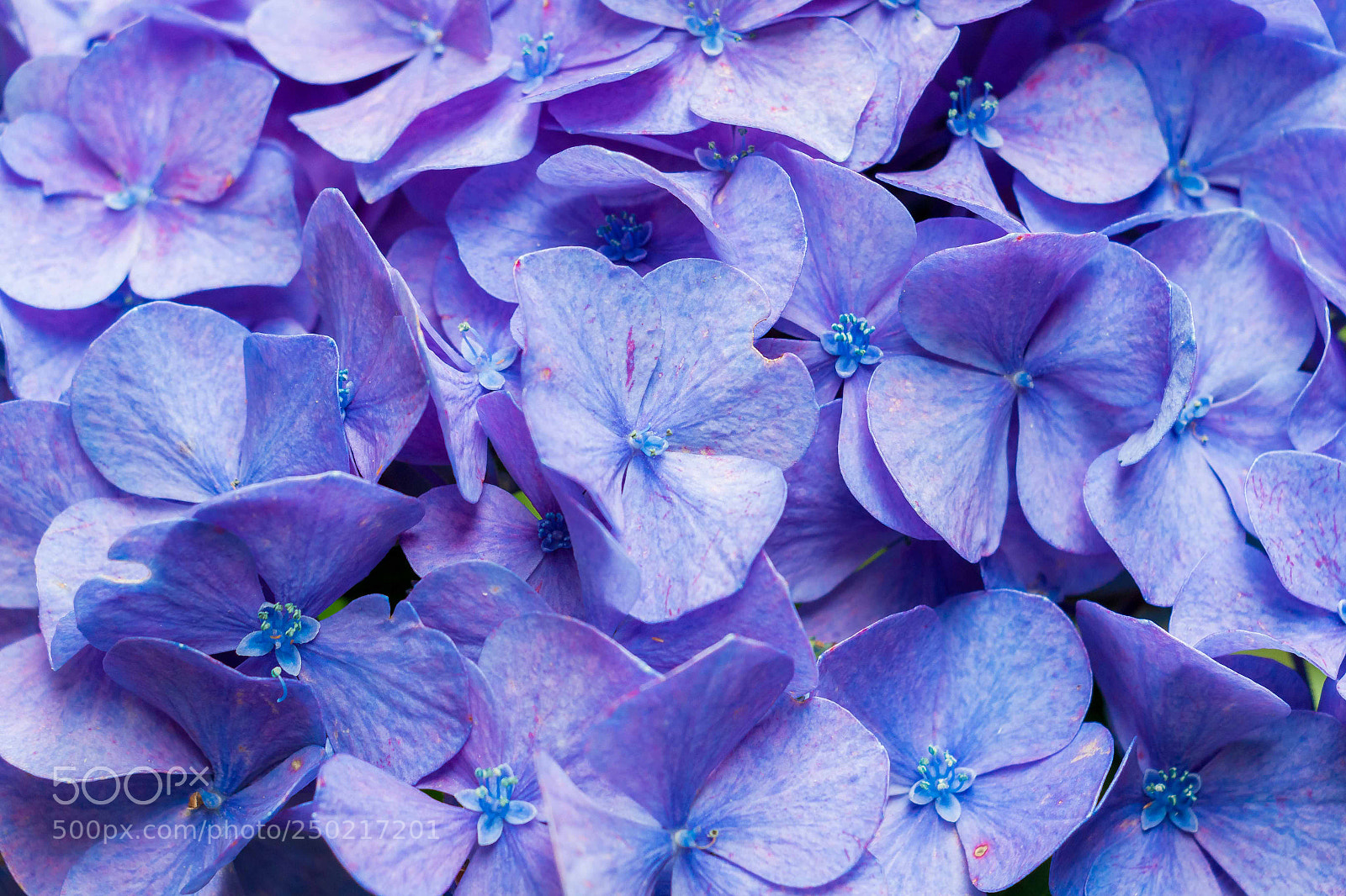 Canon EOS 70D sample photo. Macro look photography