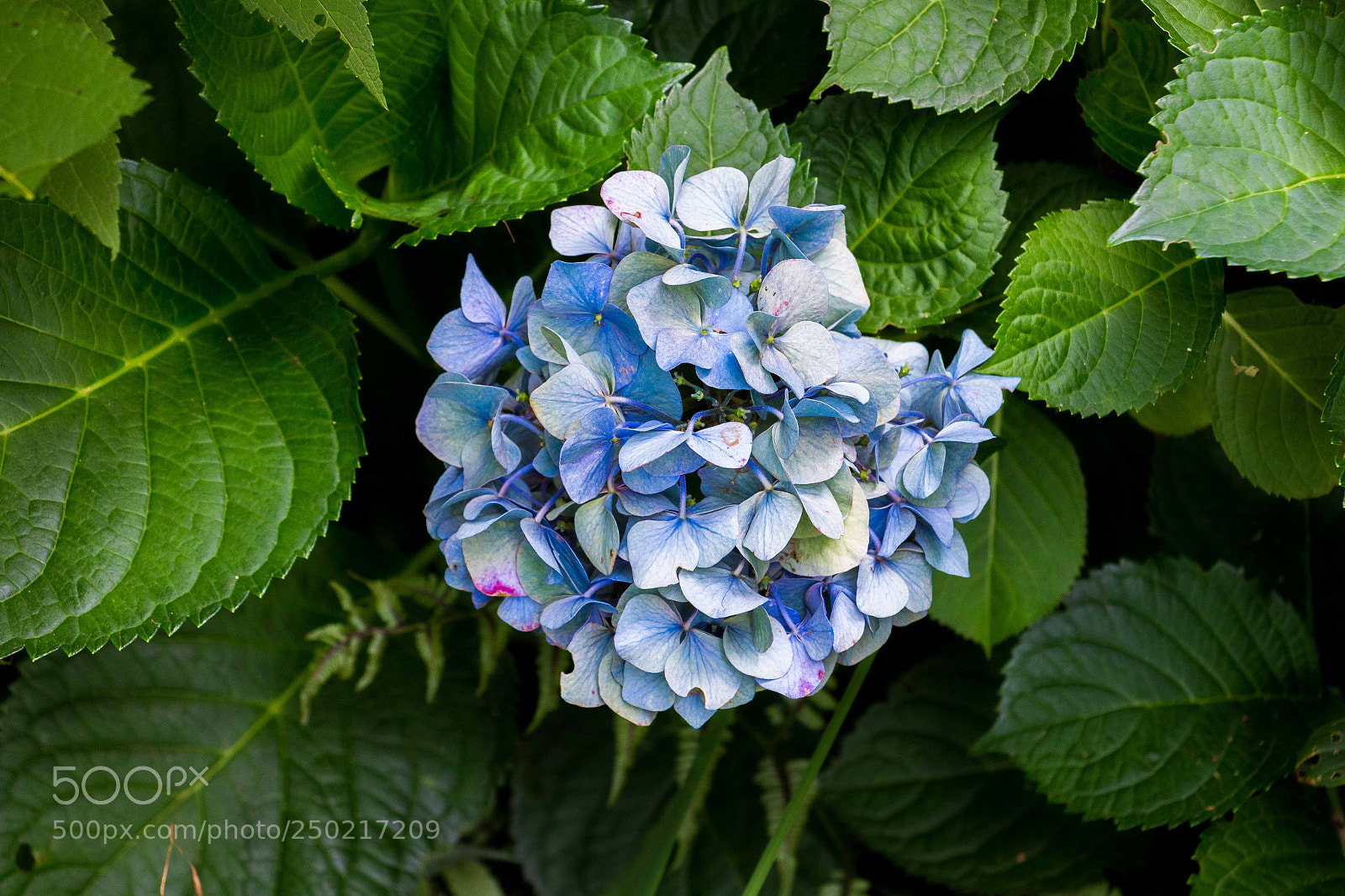 Canon EOS 70D sample photo. Front and center photography