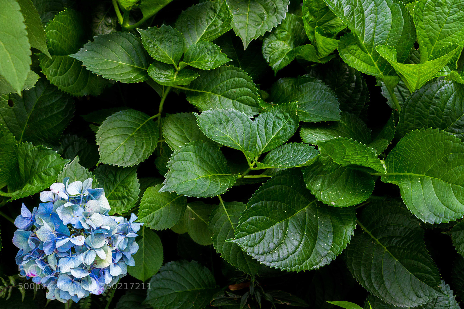 Canon EOS 70D sample photo. Conter look photography