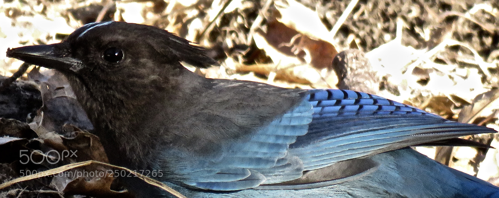 Canon PowerShot SX60 HS sample photo. Blue photography