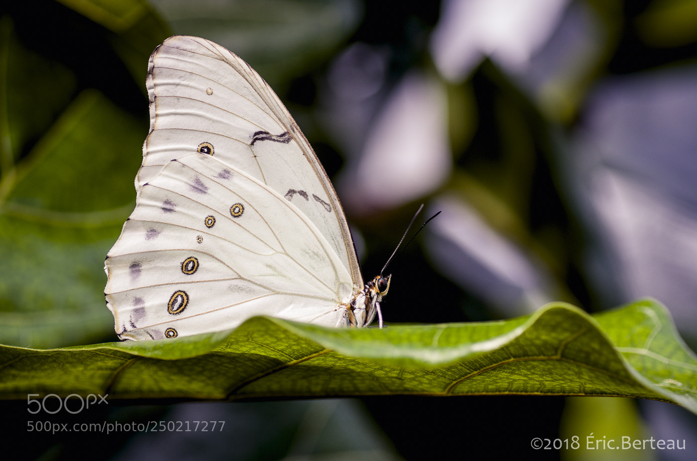 Pentax K-5 II sample photo. Papillons en liberté photography