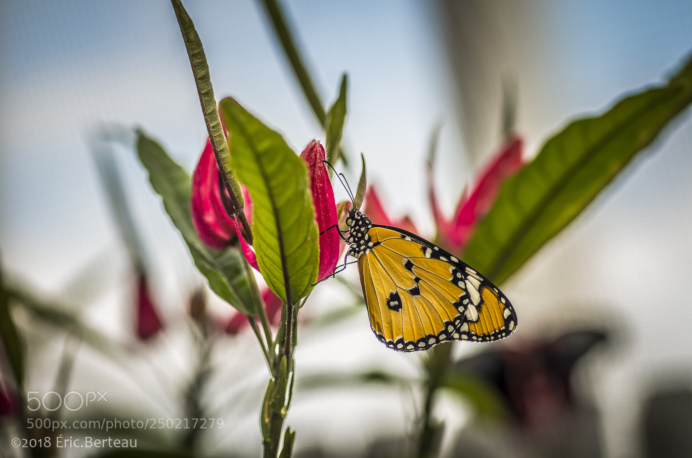Pentax K-5 II sample photo. Papillons en liberté photography