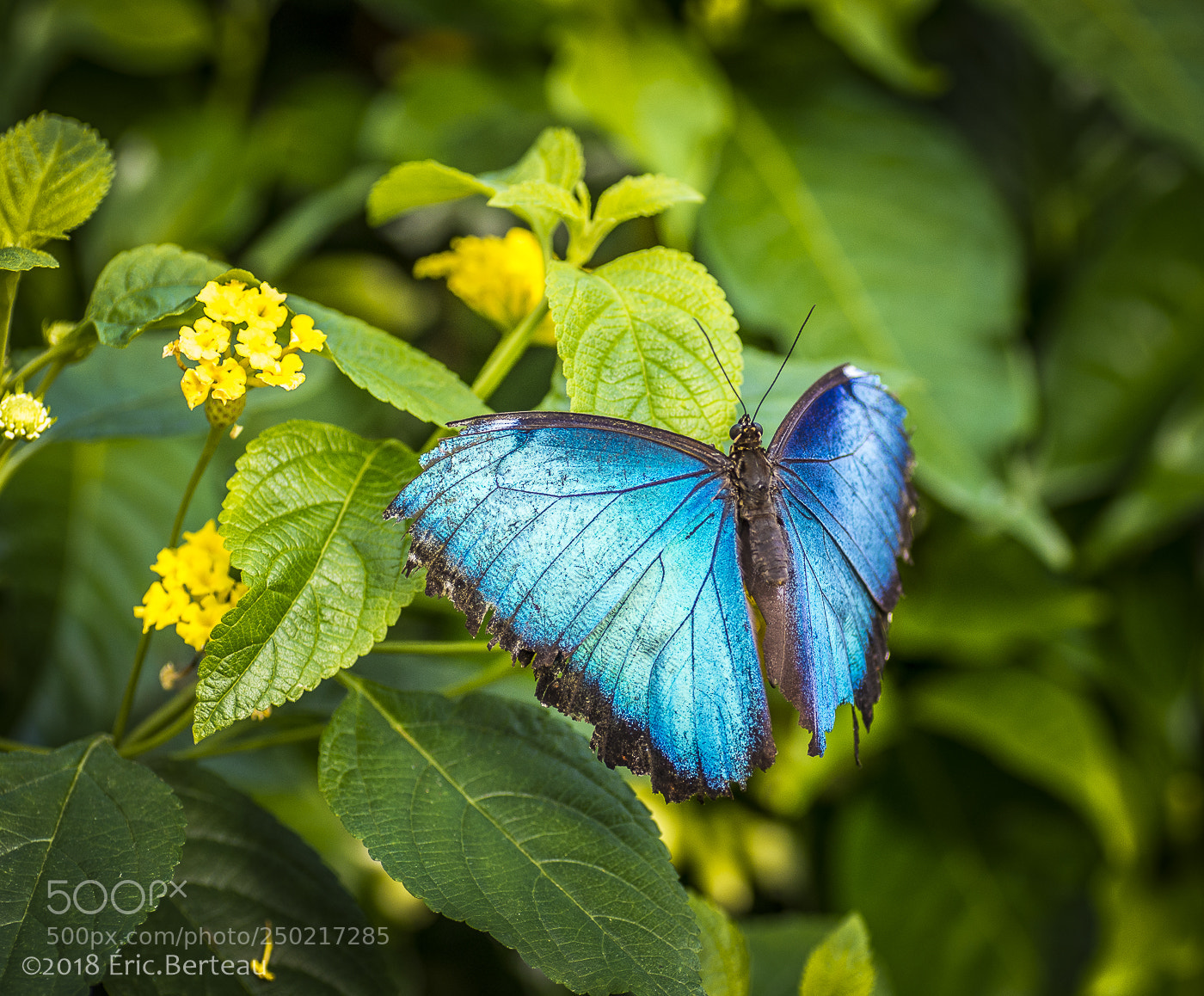 Pentax K-5 II sample photo. Papillons en liberté photography