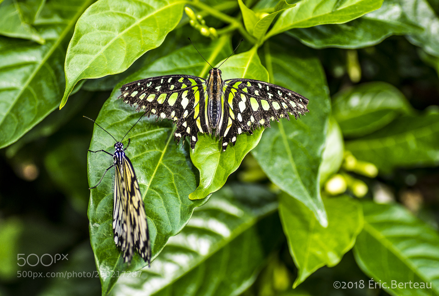 Pentax K-5 II sample photo. Papillons en liberté photography