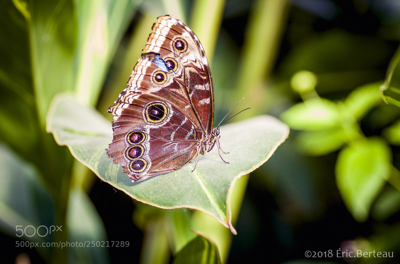 Pentax K-5 II sample photo. Papillons en liberté photography