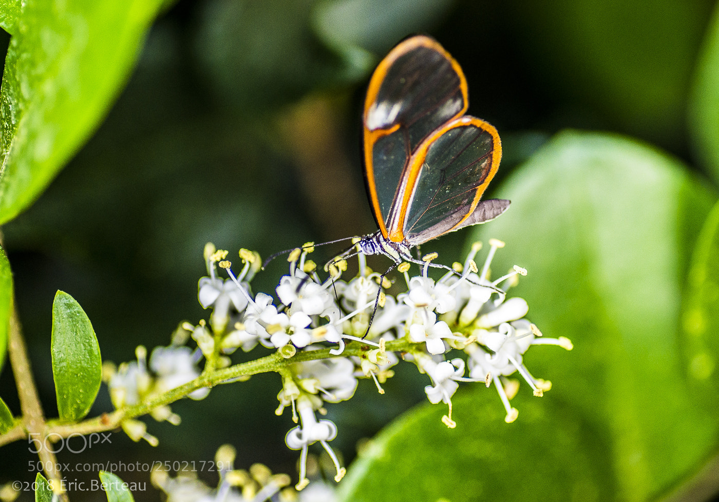 Pentax K-5 II sample photo. Papillons en liberté photography