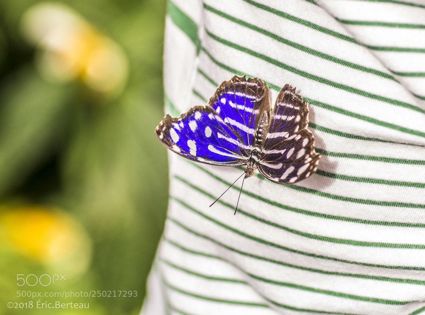 Pentax K-5 II sample photo. Papillons en liberté photography