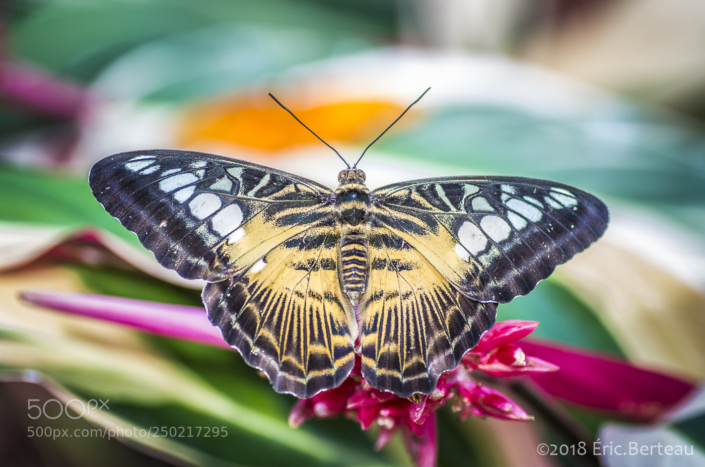 Pentax K-5 II sample photo. Papillons en liberté photography