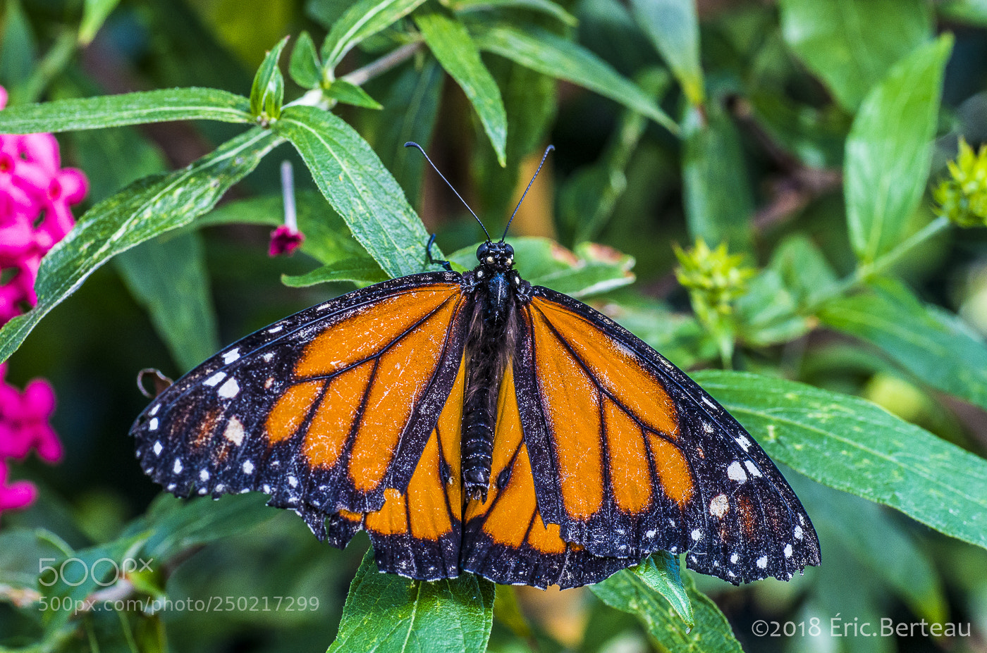 Pentax K-5 II sample photo. Papillons en liberté photography