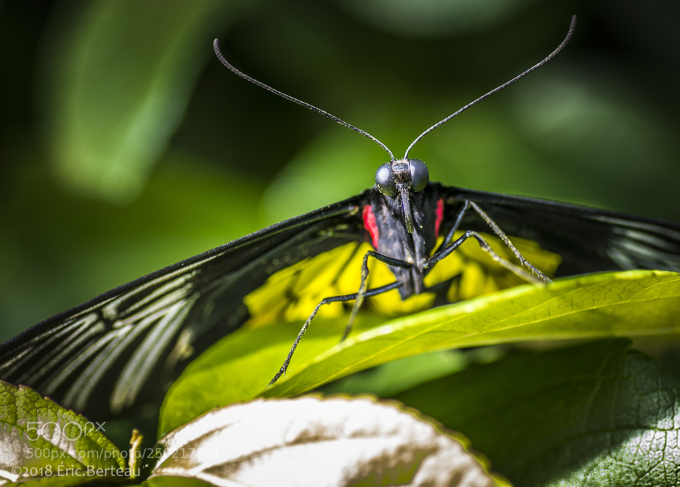 Pentax K-5 II sample photo. Papillons en liberté photography