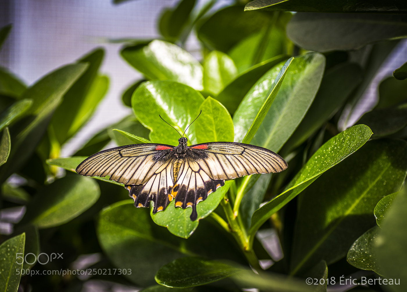Pentax K-5 II sample photo. Papillons en liberté photography
