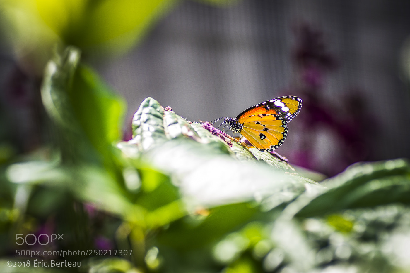 Pentax K-5 II sample photo. Papillons en liberté photography